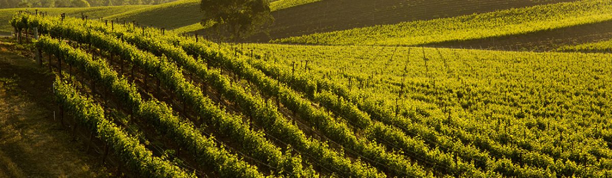 Sauvignon Blanc Grapevines On Vineyard Hillside